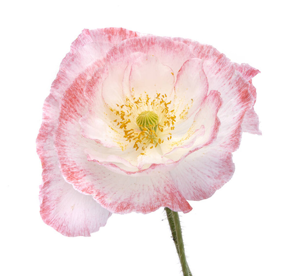 White and pink poppy flower isolated on the white - Photo, Image