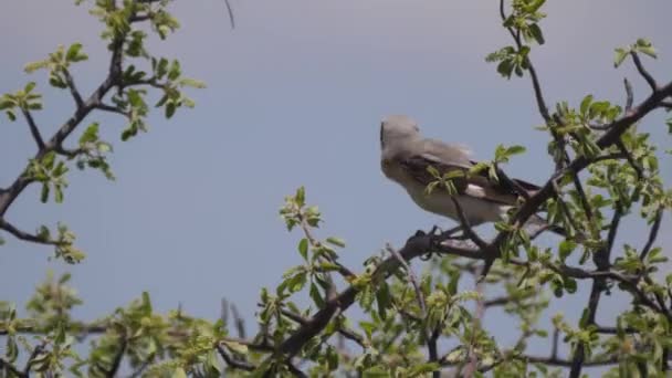 Cabeza de chorlito sentado en una rama de árbol - Metraje, vídeo