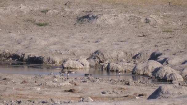 Namibya 'nın Naye-Naye bölgesindeki bir su birikintisinde yaban domuzu dinleniyor. - Video, Çekim