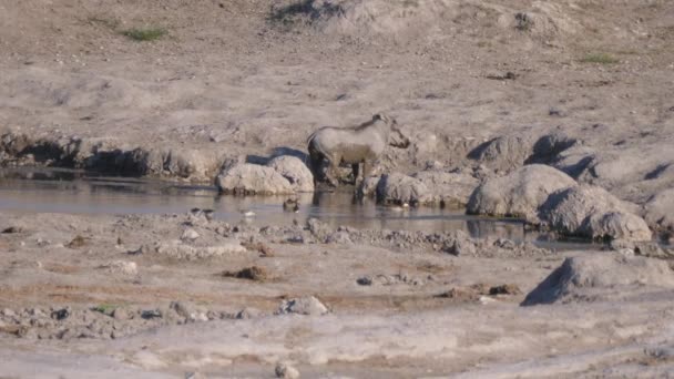 Warthog parado en el barro desde un pozo de agua en el área de concesión de Naye-Naye, Namibia
 - Metraje, vídeo