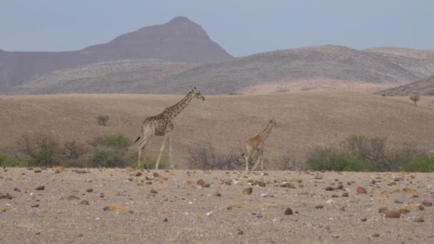 Madre y bebé jirafa se alejan en una sabana seca de Orupembe en Namibia
 - Imágenes, Vídeo