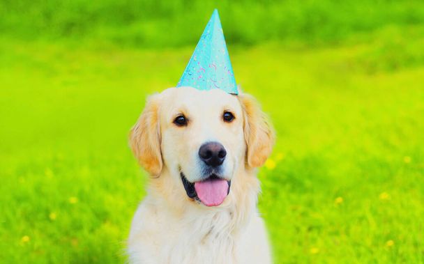 Happy Golden Retriever dog in birthday paper cap looking away on green grass in the park - Foto, Imagen