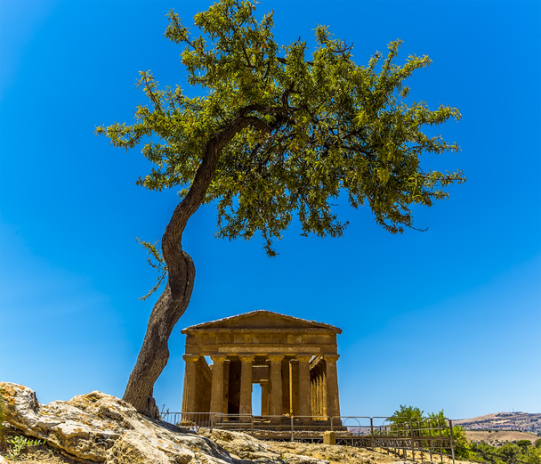 Μια άποψη του Ναού της Concordia στην αρχαία πόλη της Σικελίας Agrigento πλαισιώνεται από ένα δέντρο το καλοκαίρι - Φωτογραφία, εικόνα