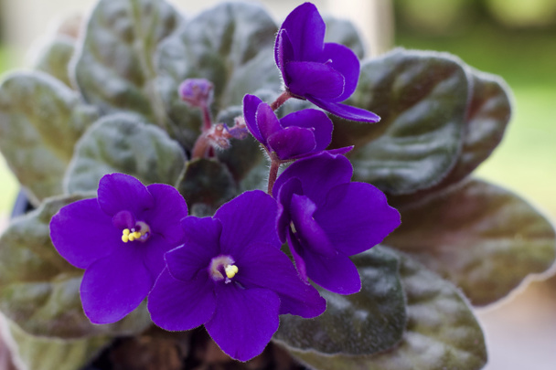 Close up view of deep purple potted African violets - Photo, Image