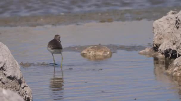 Sandpiper looking for food at a waterhole in Naye-Naye Concession Area, Namibia - Footage, Video