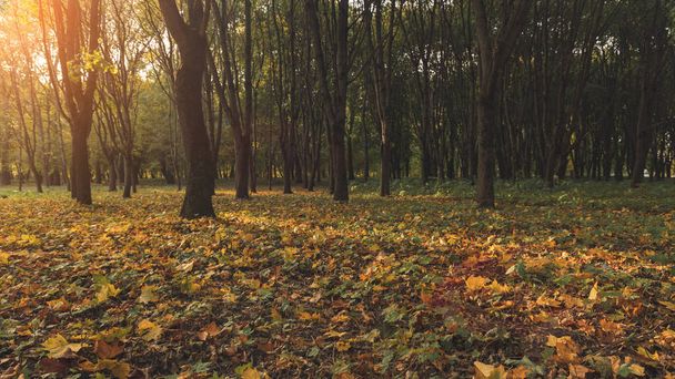 Herbst Park szenische Ansicht Sonne Licht Blendung September fallende Blätter Bodendecker gelb braun und orange Farbe der Natur Umwelt Raum - Foto, Bild