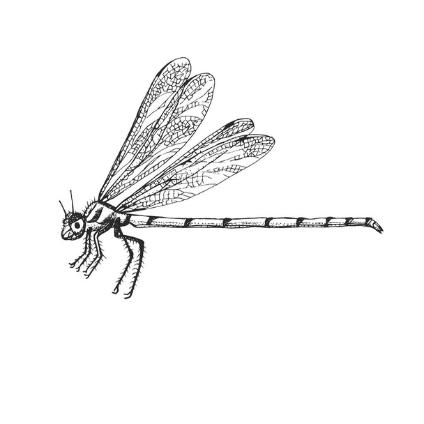 Odonata rovar bogár rovar évjárat régi kézzel rajzolt stílus vésett illusztráció fametszet. - Vektor, kép