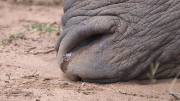 Close up from a breathing rhino nose - Footage, Video