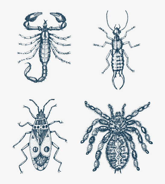 Scorpion et araignée. Insectes insectes scarabées et abeilles de nombreuses espèces dans un style vintage dessiné à la main illustration gravée gravure sur bois. - Vecteur, image