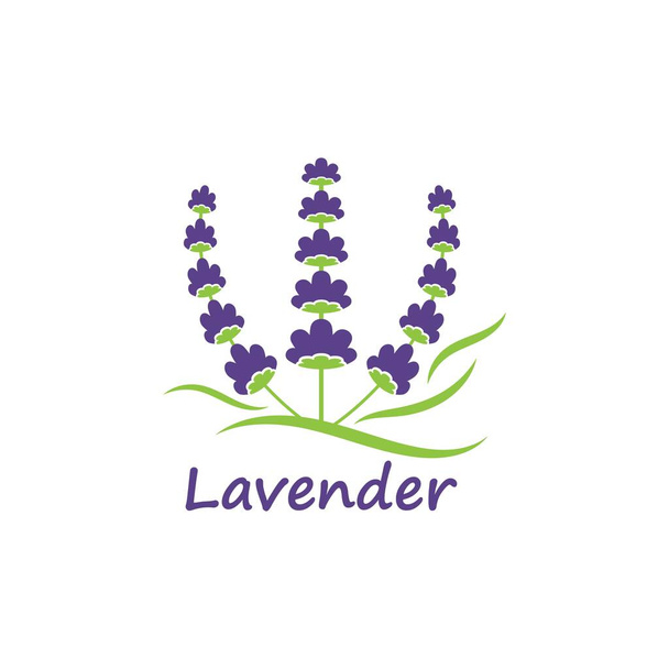 lavender flower vector illustration design template - Vector, Image