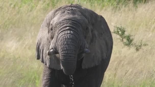 Close up from an elephant drinking from a lake at Pilanesberg in South Africa - Footage, Video