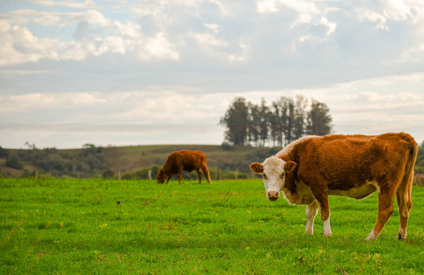 Hereford cow. Farm animals. Livestock field. Agricultural production farm. Southern Brazil. - Photo, Image