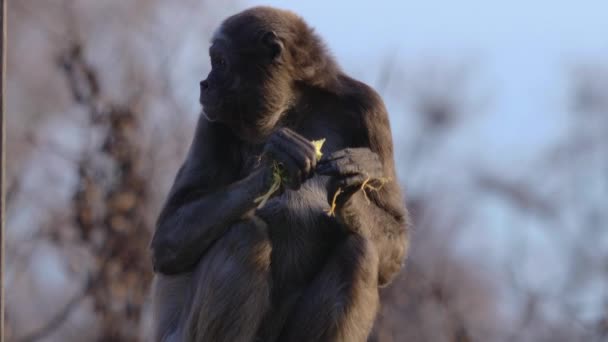 Zblízka pavoučí opice sedící za slunečného dne - Záběry, video