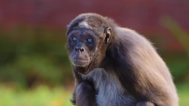 Close up of spider monkey sitting down on a sunny day - Video