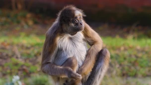 Close up of spider monkey sitting down on a sunny day - Video