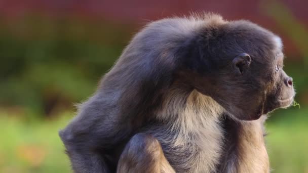 Close up of spider monkey sitting down on a sunny day - Felvétel, videó