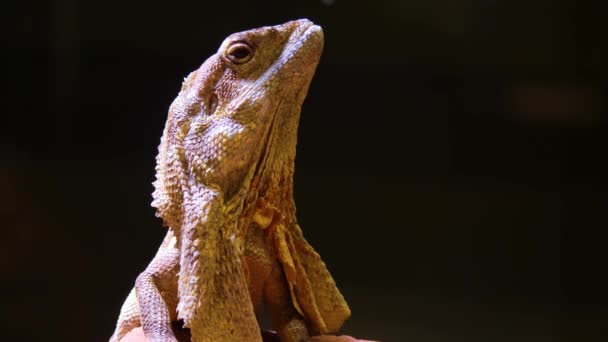 Close up of a Bearded dragon lizard head  - Filmati, video