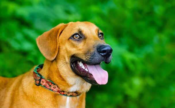 Un perro marrón grande está al aire libre contra un fondo verde natural con su lengua colgando de su boca - Foto, Imagen