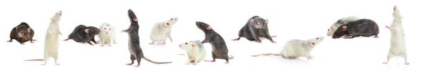 Set of cute little rats on white background. Banner design - Foto, afbeelding