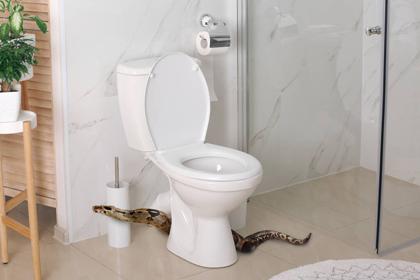 Brown boa constrictor near toilet bowl in bathroom - Foto, Imagem
