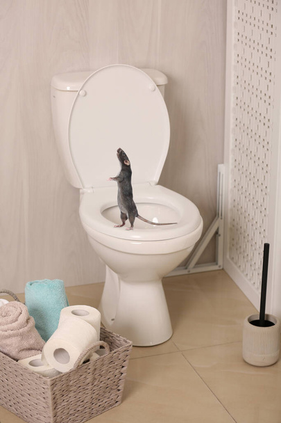 Rat on toilet bowl in light bathroom  - Φωτογραφία, εικόνα