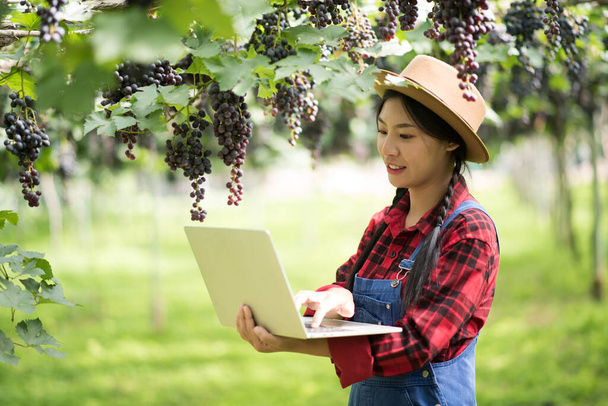 Szczęśliwe młode kobiety ogrodnik gospodarstwa gałęzie dojrzałych winogron niebieski - Zdjęcie, obraz