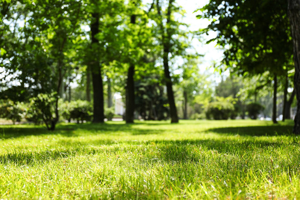 Green lawn with fresh grass in park - Photo, Image