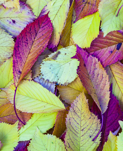 žluté oranžové podzimní listy ležící ve vybledlém listí - Fotografie, Obrázek