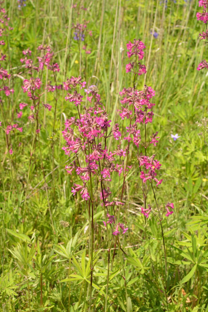 Silene viscaria, la libellule gluante ou campion moelleux, est une plante à fleurs de la famille des Caryophyllaceae.
. - Photo, image