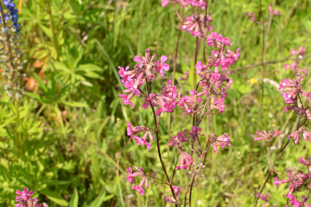 Silene viscaria, the sticky catchfly or clammy campion,is a flowering plant in the family Caryophyllaceae. - Photo, Image