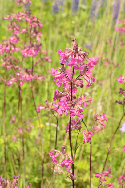 Silene viscaria, the sticky catchfly or clammy campion,is a flowering plant in the family Caryophyllaceae. - Photo, Image