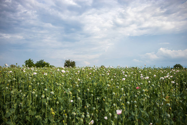 Field of Papaver somniferum during cloudy weather - Photo, Image