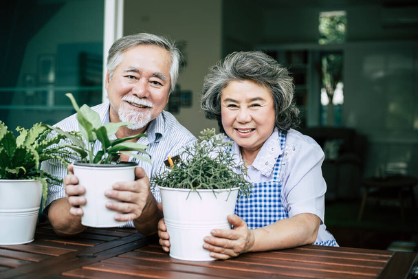 Le coppie anziane parlano insieme e piantano un albero in vaso. - Foto, immagini