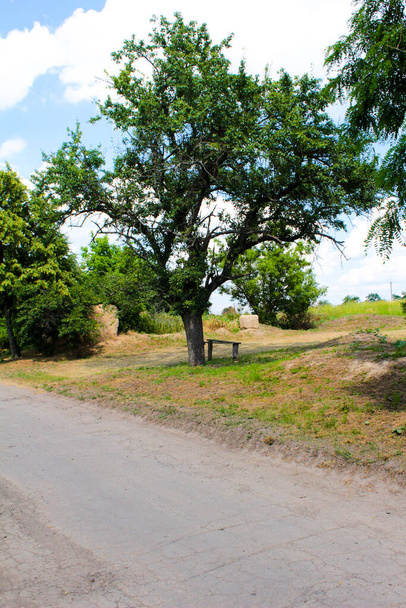 Wilde perenboom en een bankje in de buurt. Oekraïne - Foto, afbeelding
