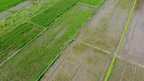 Antenninäköala vasta istutetuista riisinsiemenistä riisipelloilla - Materiaali, video