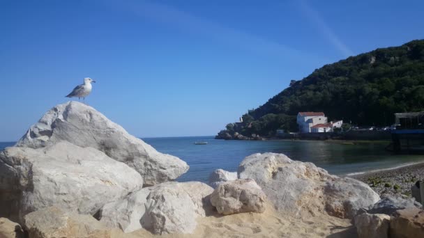 Tengeri sirály egy sziklán a portugál tengerparton - Felvétel, videó