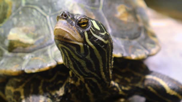 Close up of water turtles - Metraje, vídeo