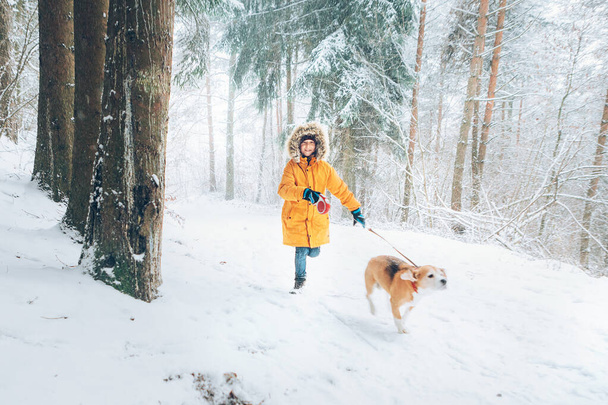 Boy in bright yellow parka walks with his beagle dog in snowy pine forest. Walking with pets and winter outfit concept image. - Photo, Image