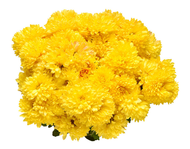 Chrysanthemen blühen gelb isoliert auf weißem Hintergrund. Flache Lage, Draufsicht - Foto, Bild