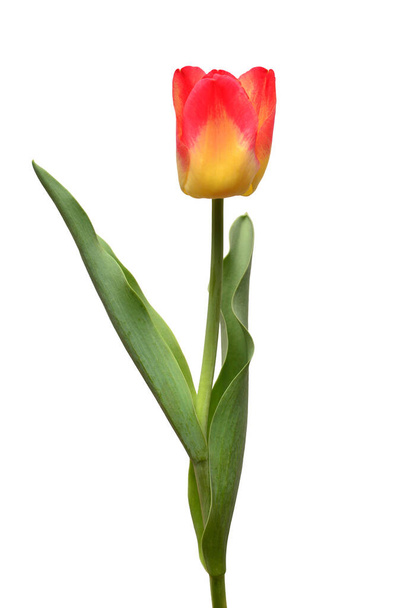 Een geel-rode tulpenbloem geïsoleerd op witte achtergrond. Stilleven, bruiloft. Vlakke lay, bovenaanzicht  - Foto, afbeelding
