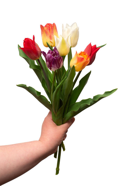 Bouquet of colorful and beautiful tulips holds in hand flowers isolated on white background. Still life, wedding. Flat lay, top view  - Φωτογραφία, εικόνα