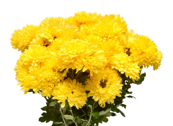 Ramo de flores de crisantemo amarillo aislado sobre fondo blanco. Patrón floral, objeto. Piso tendido, vista superior
 - Foto, imagen
