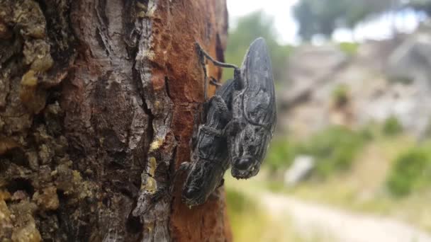 Eine schwarze Prinzen-Zikade paart sich mit einem Baum in Marokko, Afrika - Filmmaterial, Video