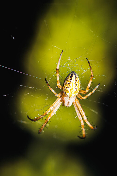 eurooppalainen puutarhahämähäkki, Neoscona adianta, sen palloverkossa odottamassa saalista, selkä näkymä vihreällä taustalla Palenciassa, Espanjassa - Valokuva, kuva