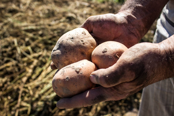 Boer met aardappelen terwijl hij in het veld staat - Foto, afbeelding