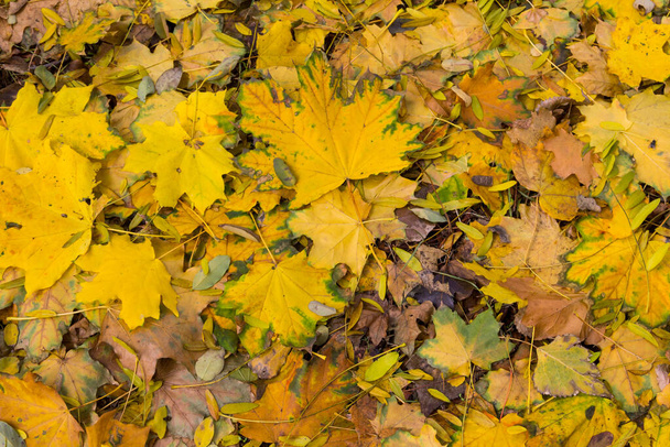 Pozadí podzimních barevných listů - Fotografie, Obrázek