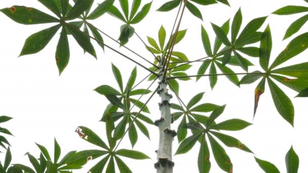 Tarlalarda Cassava ağaçları - Video, Çekim