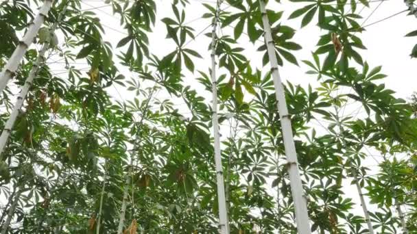 Alberi di manioca nei campi - Filmati, video