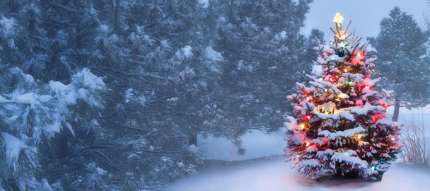 Este árbol brilla brillantemente en la mañana de Navidad nublada cubierta de nieve
 - Foto, imagen