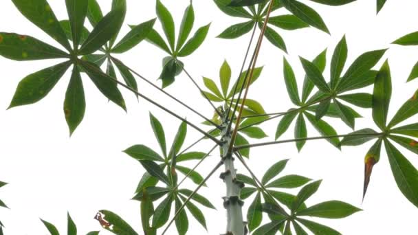 Δέντρα Cassava στα χωράφια - Πλάνα, βίντεο